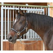   Mustang Ktfk Fekete / Ezst Pni (1)