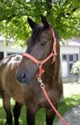   COVALLIERO S/S 2021 KTFK, KORALL, PONY